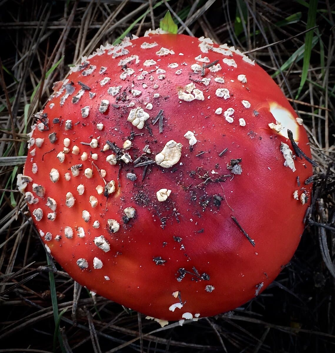Amanita Chocolate Minis