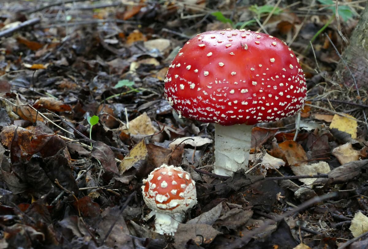 Amanita Tincture