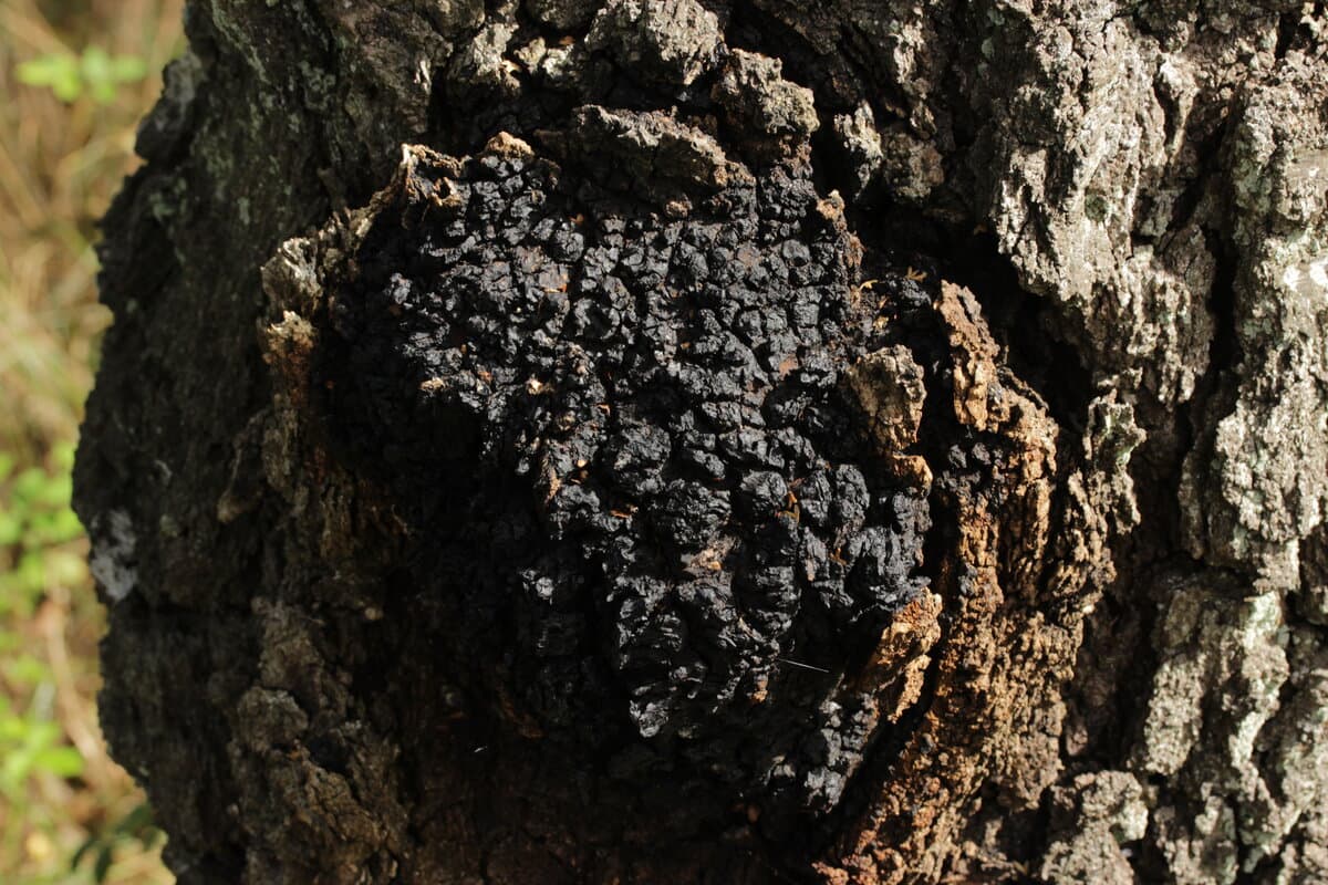 Chaga Functional Capsules