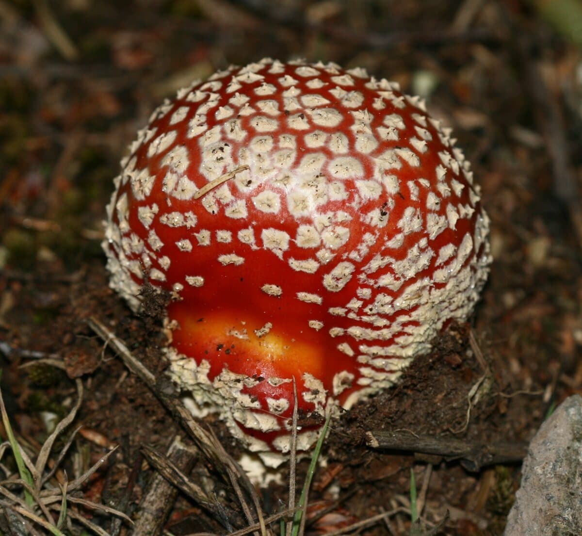 Day Amanita Gummies (+ L-Theanine)
