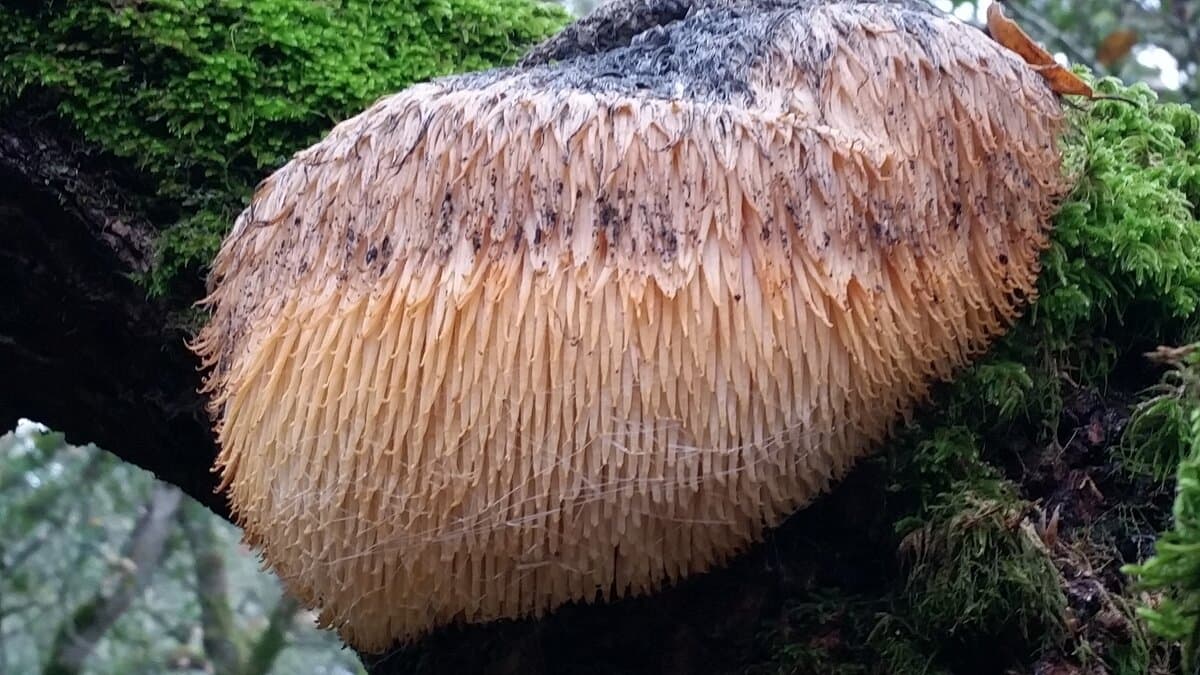 Lion's Mane Functional Capsules