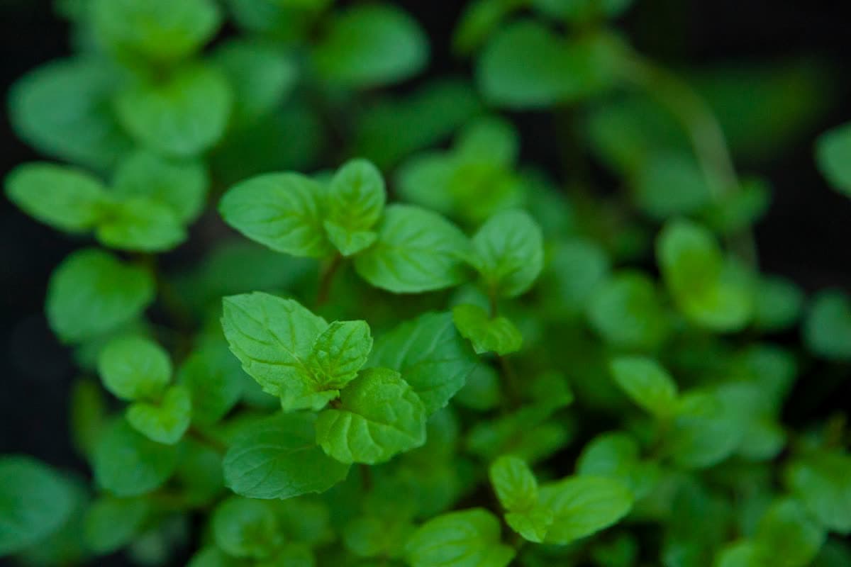 Mint Nicotine Pods