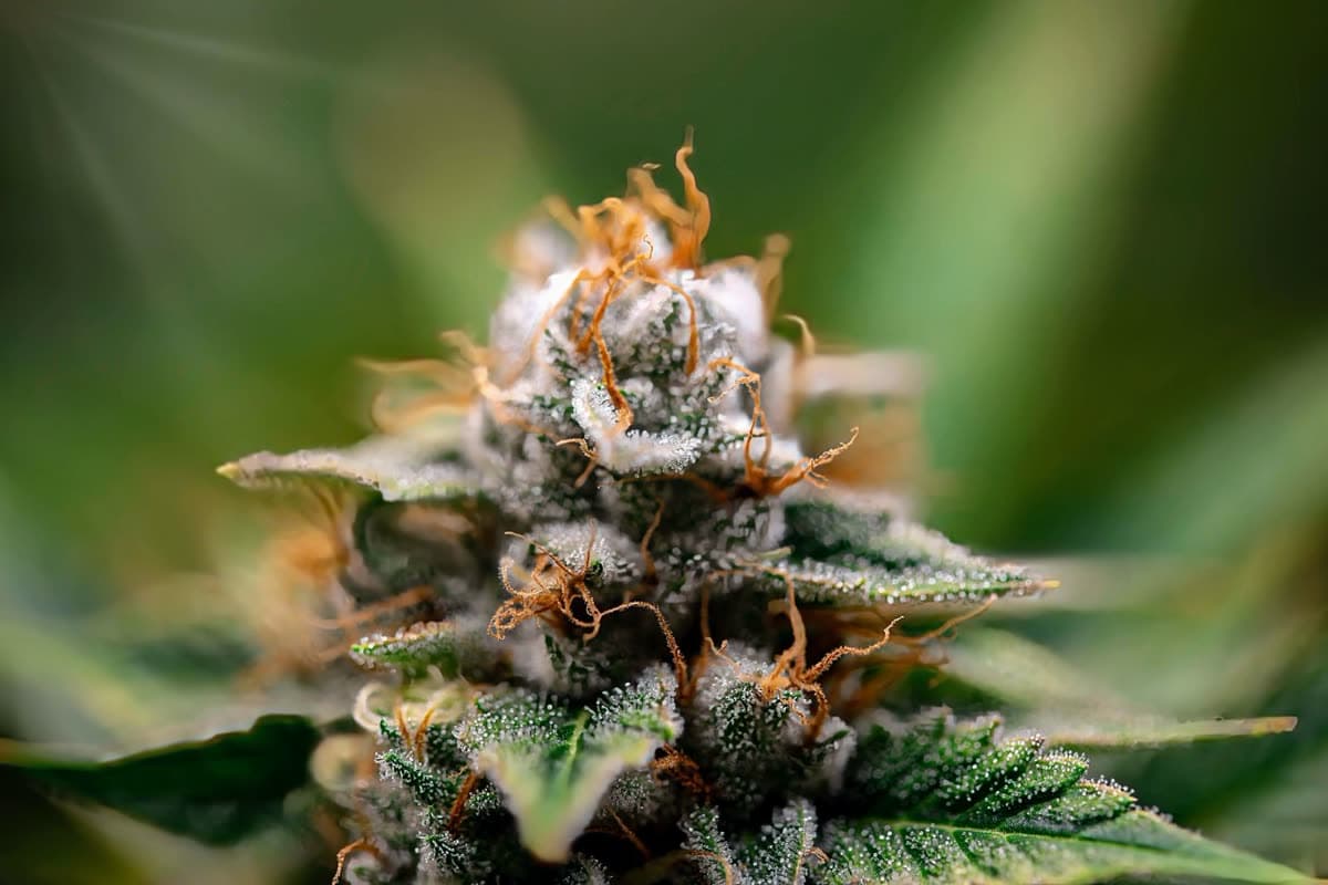 Northern Lights Hemp Disposable