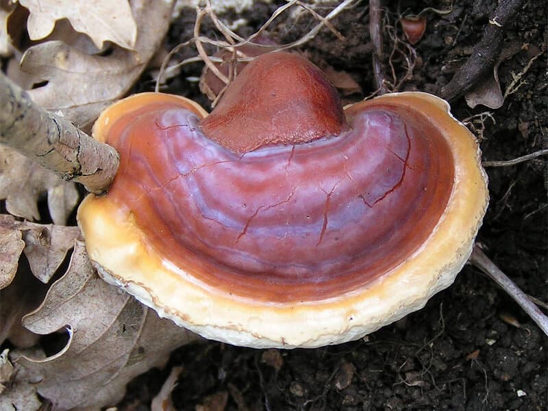 Reishi Functional Capsules