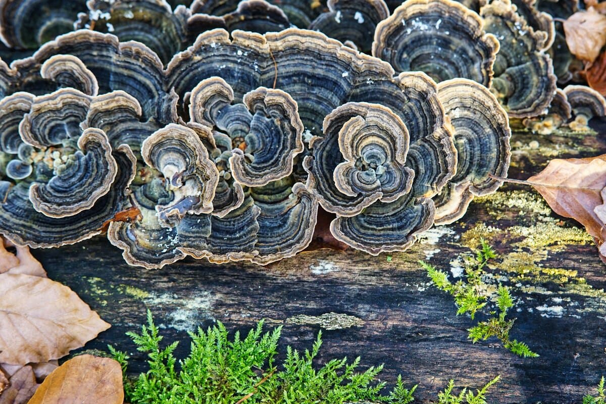 Turkey Tail Functional Capsules