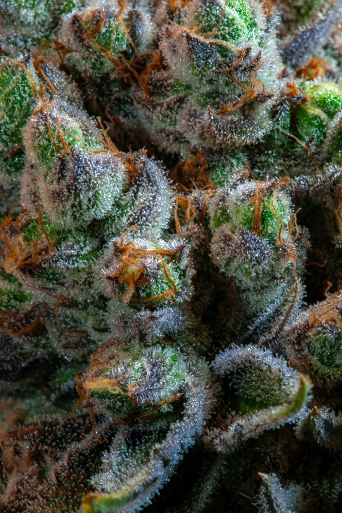 Wedding Cake Hemp Flower
