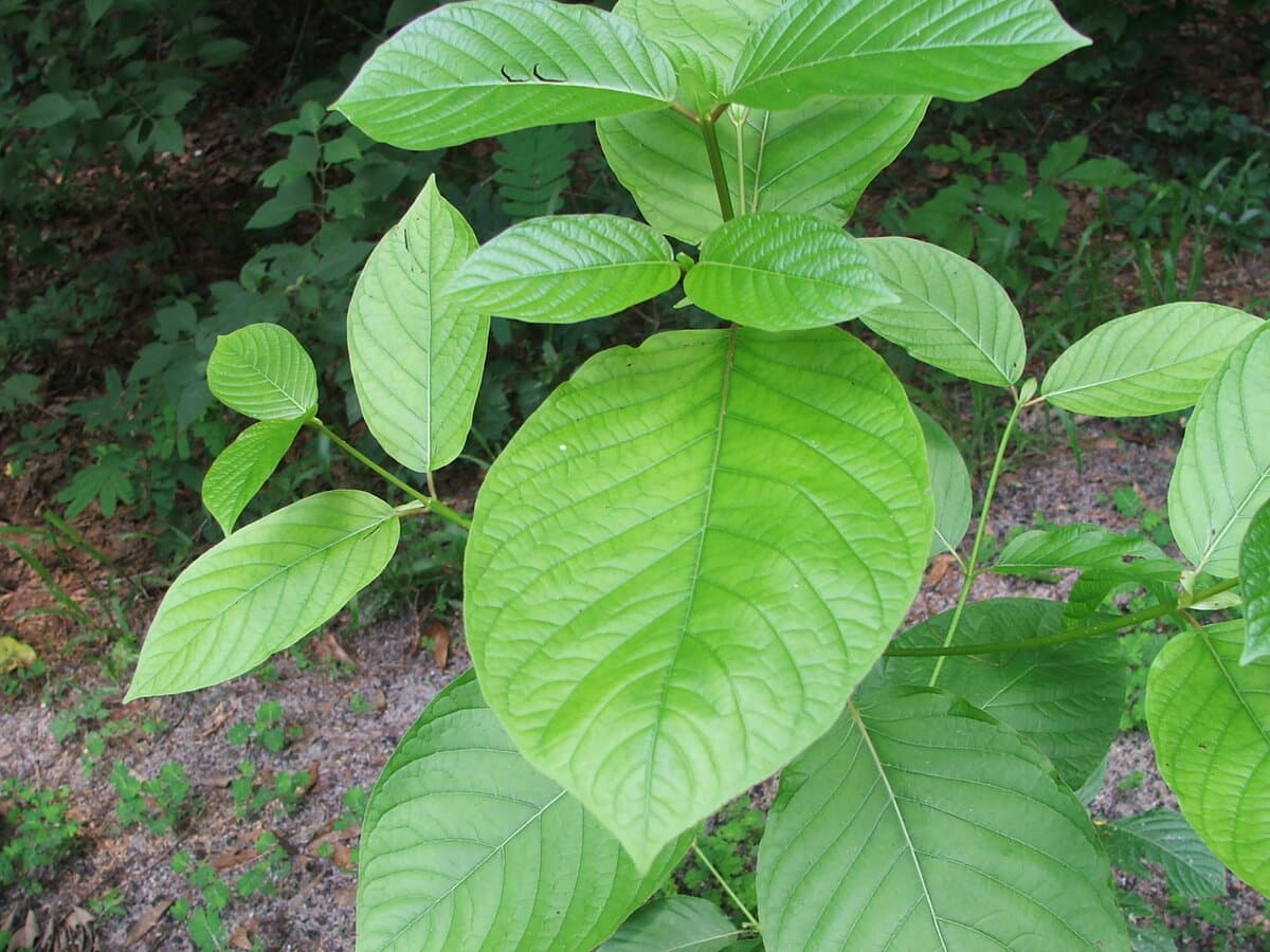 Yellow Vein Vietnam Kratom Powder